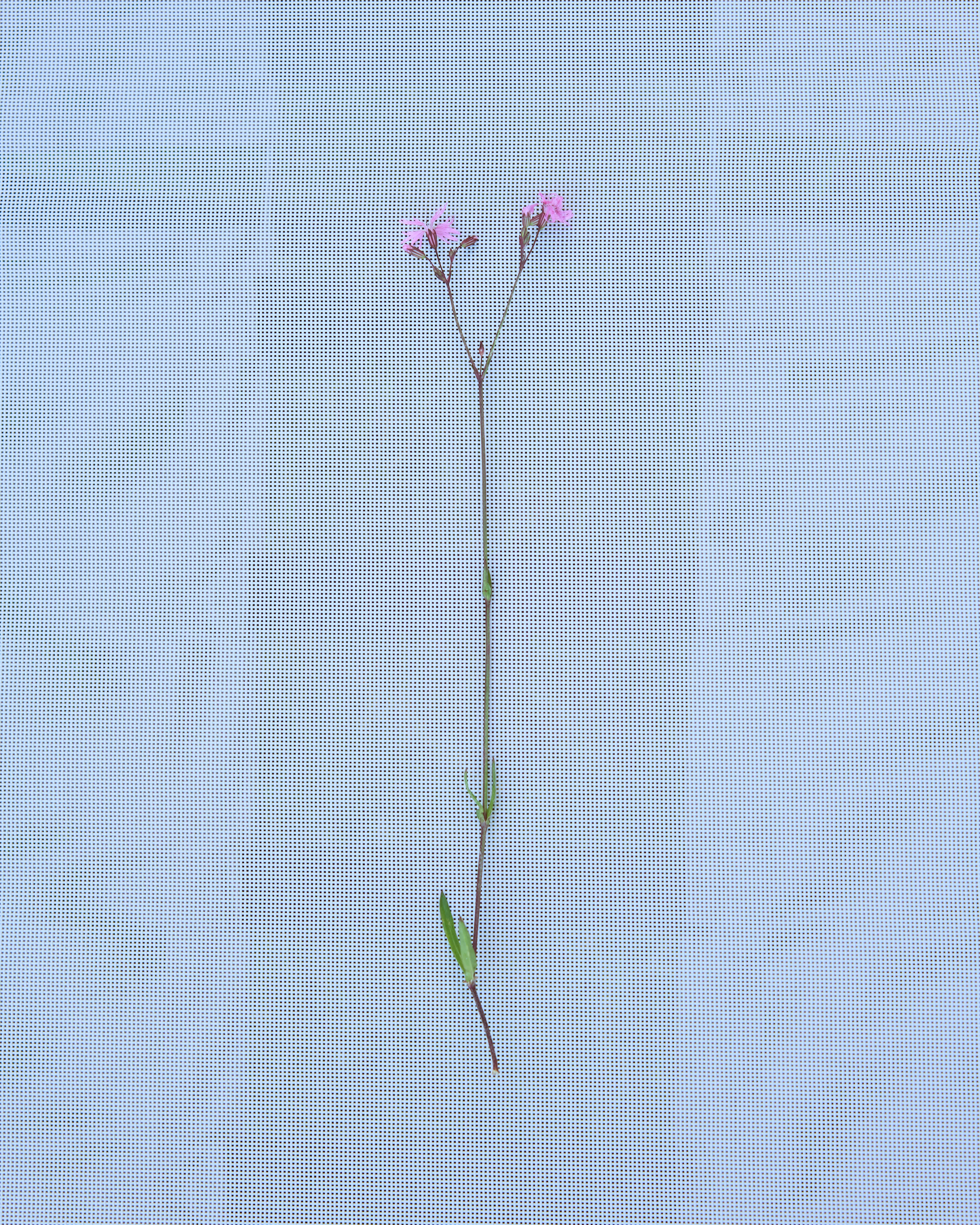 Alias_A summer storytelling_2